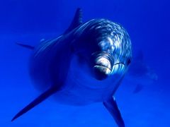 Immagine profilo di delfinastellata